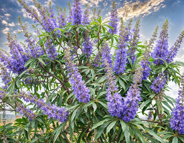 Vitex agnus-castus